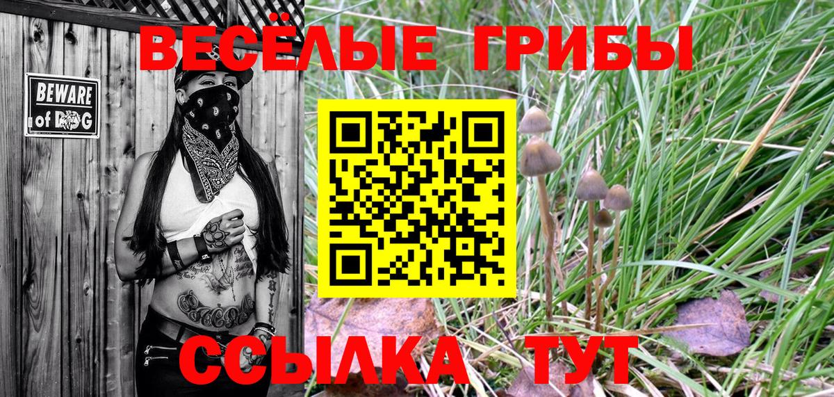 как найти   Вход с VPN  Белая Калитва  Галлюциногенные грибы Cubensis 